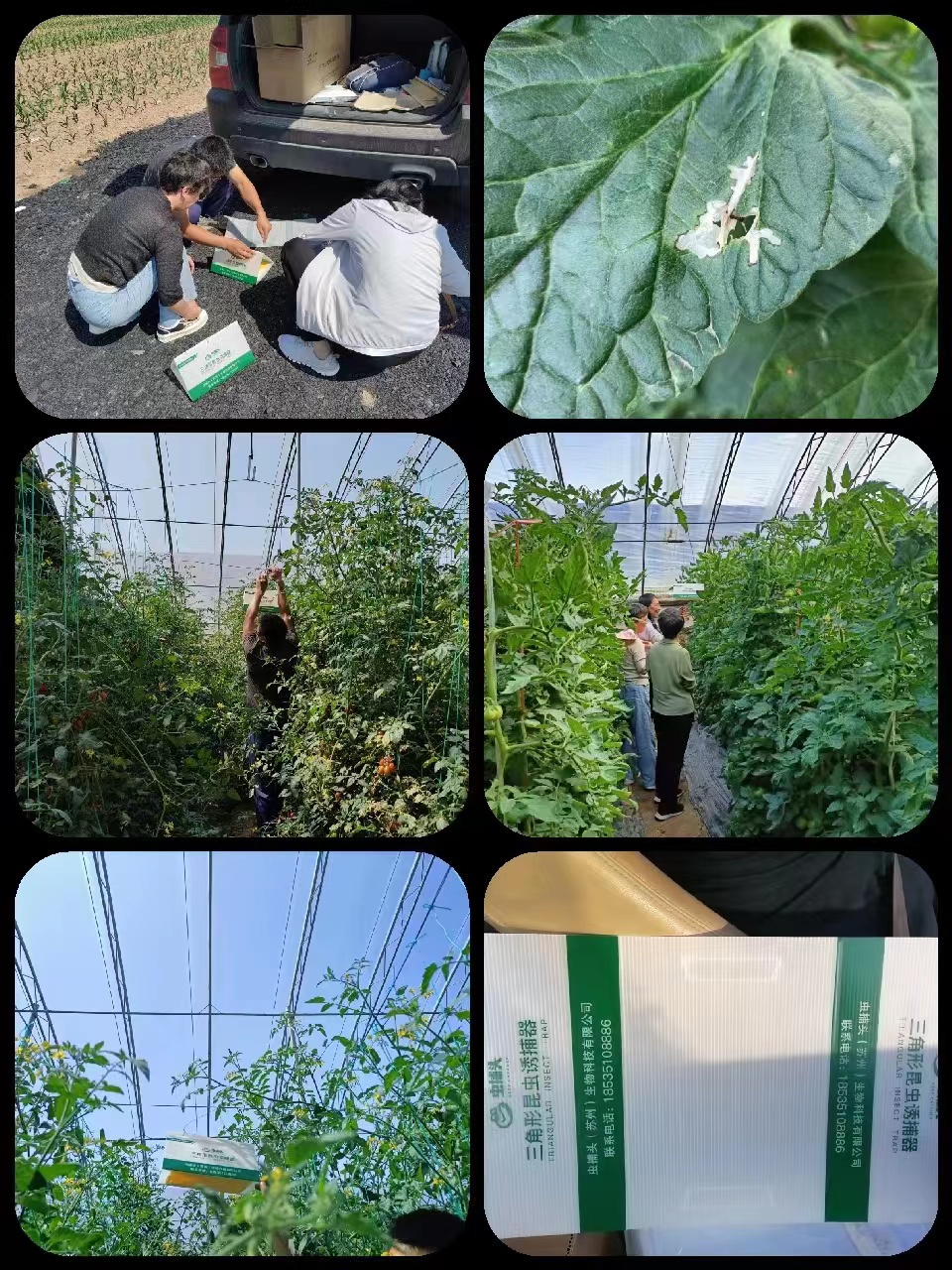 襄垣县农业农村局积极开展番茄潜叶蛾调查与防控指导